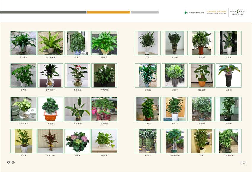廣州花場(chǎng)苗木畫(huà)冊(cè)設(shè)計(jì),花場(chǎng)苗木畫(huà)冊(cè)設(shè)計(jì)公司